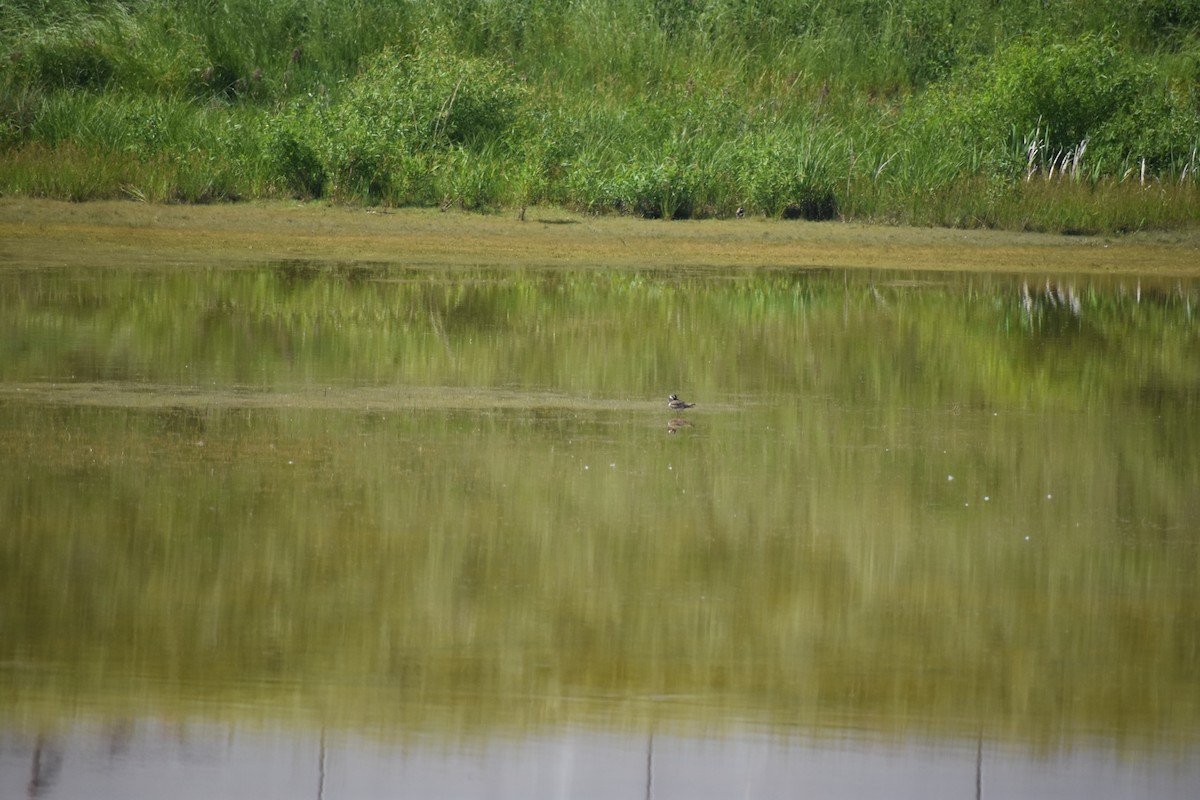 Killdeer - Matthew Campbell