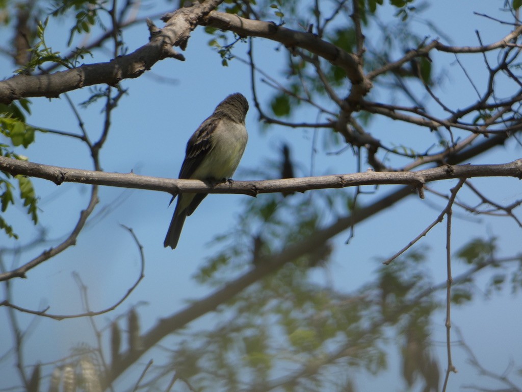 Eastern Wood-Pewee - Gabriel Magnus