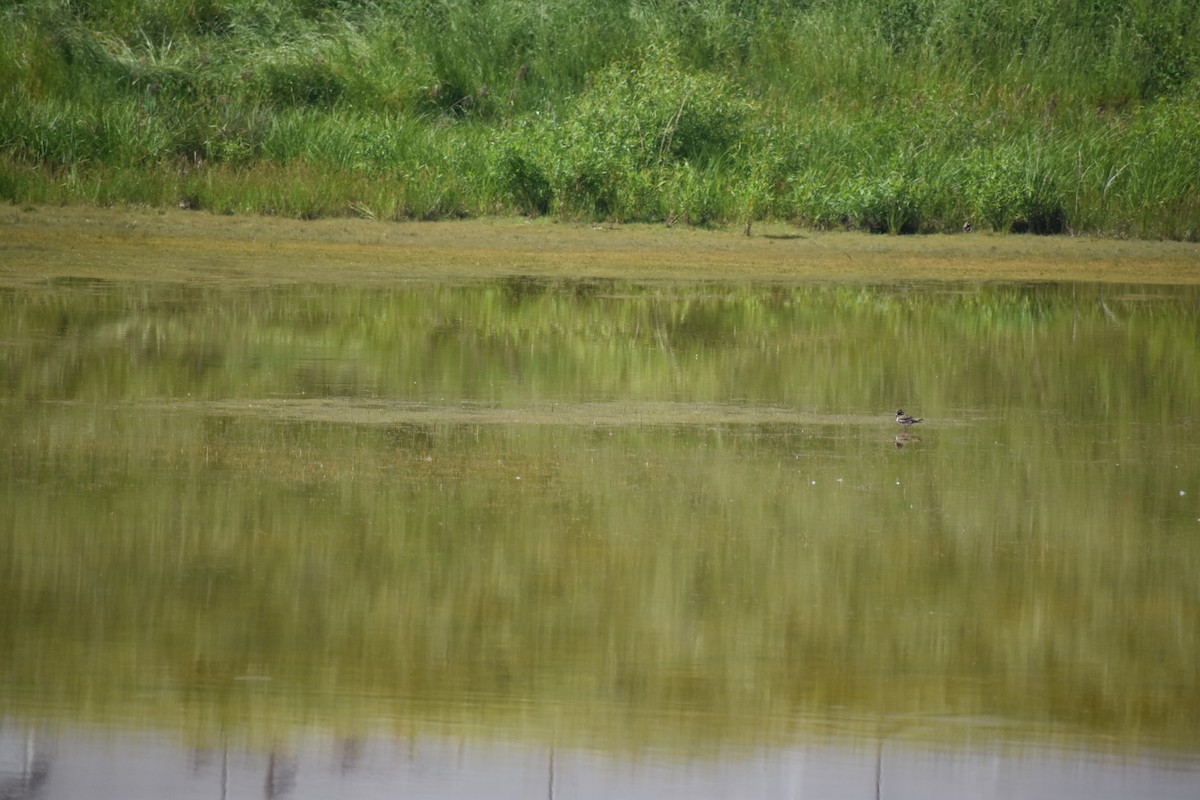 Killdeer - Matthew Campbell