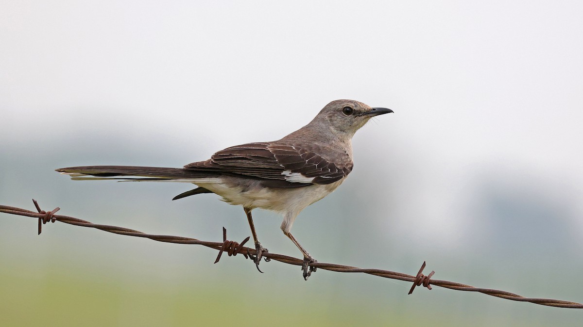 Northern Mockingbird - Curtis McCamy