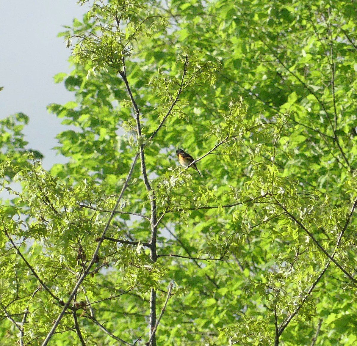 American Redstart - amy pickering