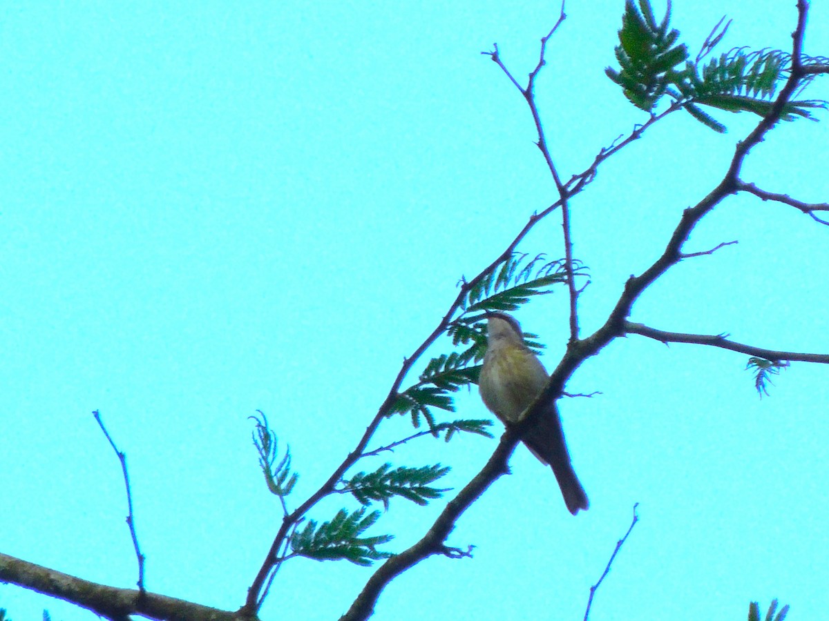 Piratic Flycatcher - Roger Lambert