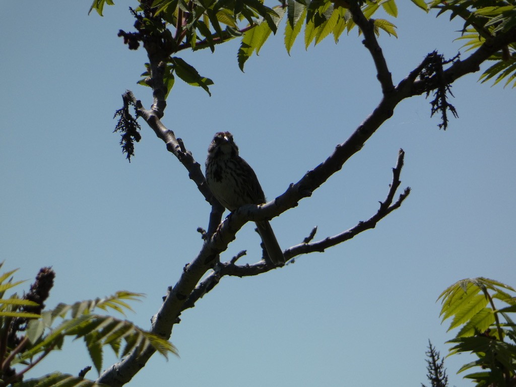 Song Sparrow - ML619582199