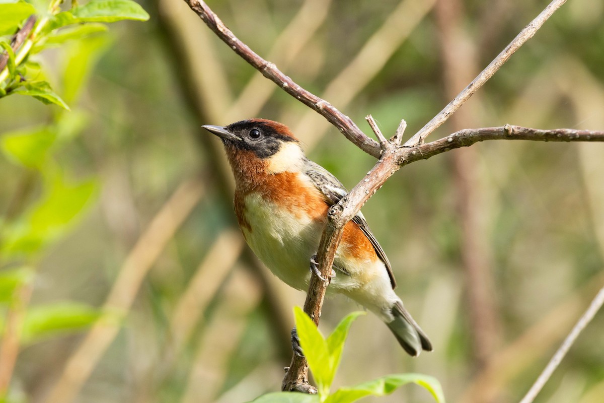 Bay-breasted Warbler - Kees de Mooy