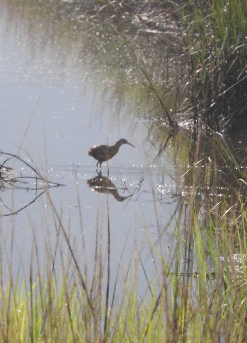 Clapper Rail - ML619582209