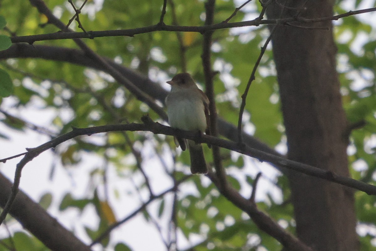 Willow Flycatcher - Phil Kenny