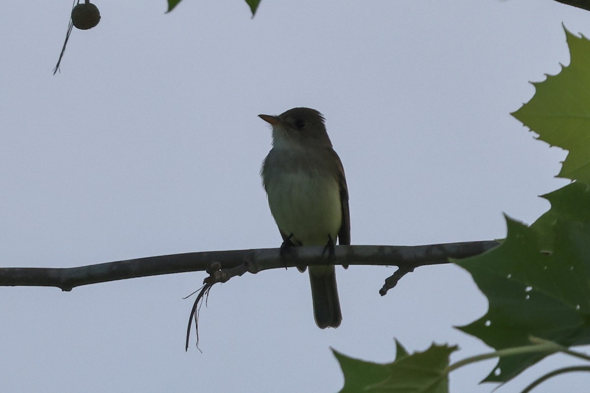 Willow Flycatcher - Phil Kenny