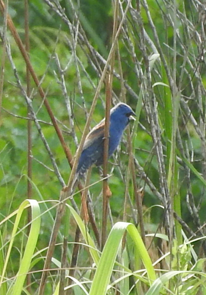 Blue Grosbeak - Tom Riley