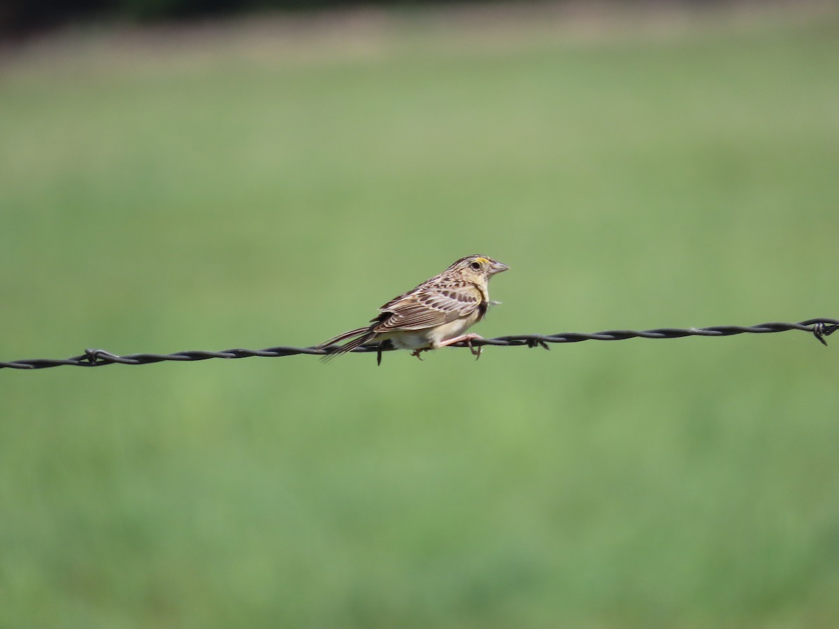 Grasshopper Sparrow - TJ Hathcock