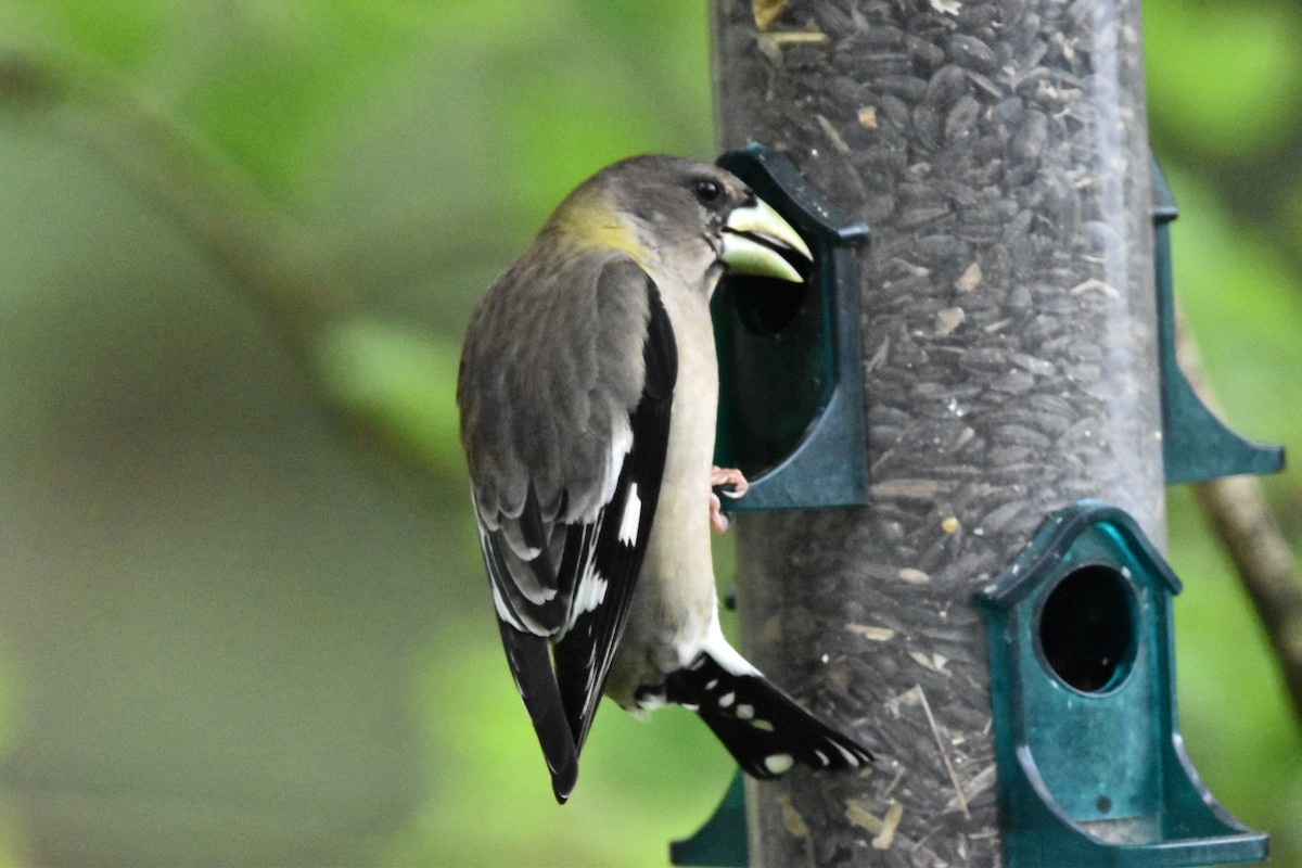 Evening Grosbeak - Mike Marble