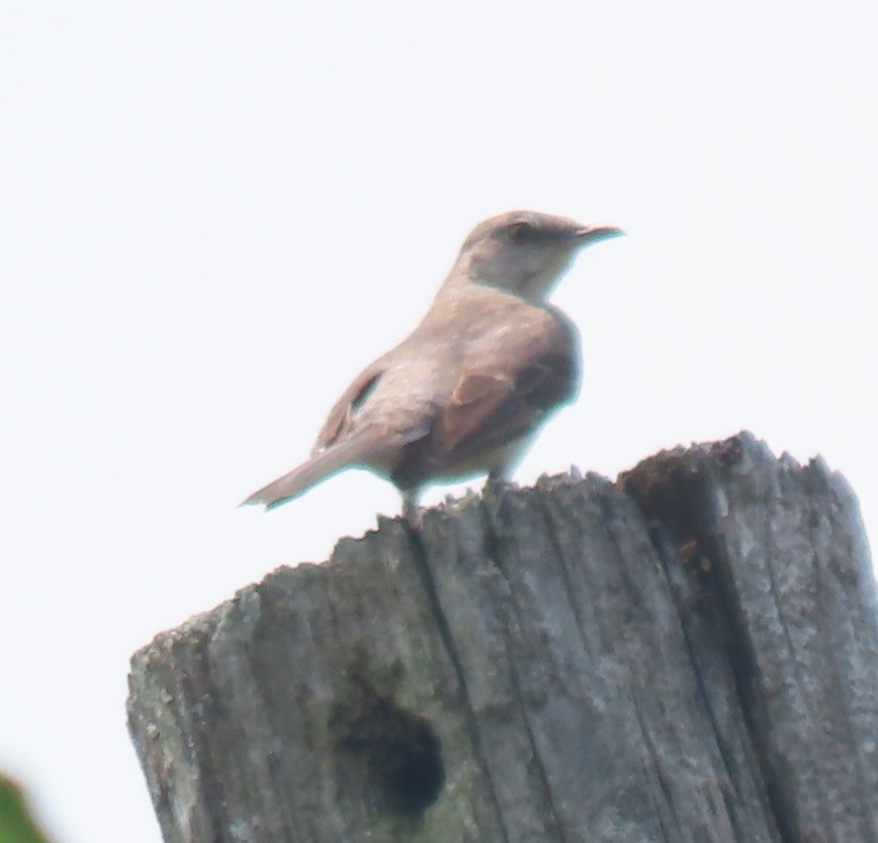 Northern Mockingbird - Bill Wright_cc