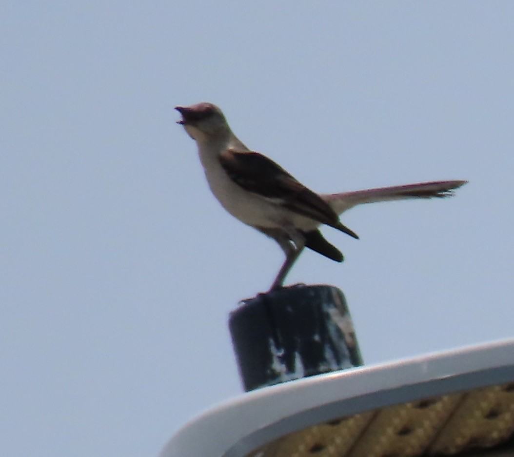 Northern Mockingbird - Bill Wright_cc