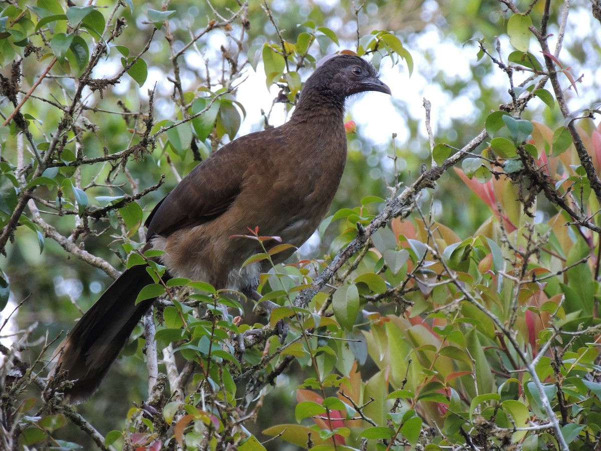 Gray-headed Chachalaca - ML619582254