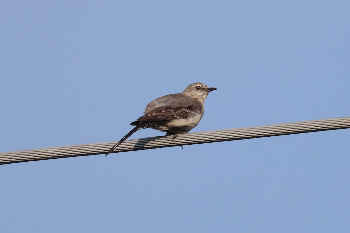 Northern Mockingbird - Phil Kenny