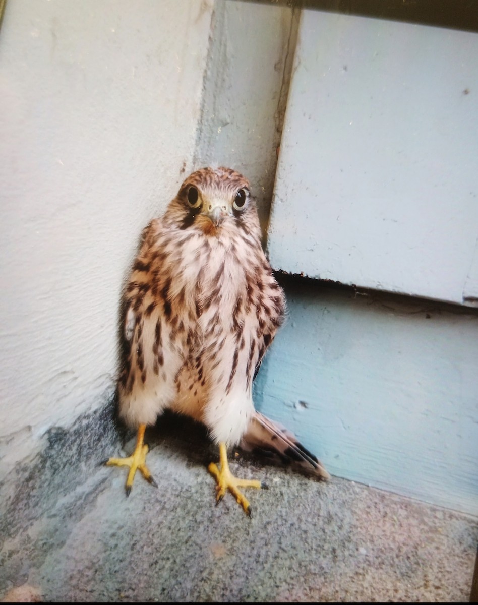 Eurasian Kestrel - Martina Lafiti