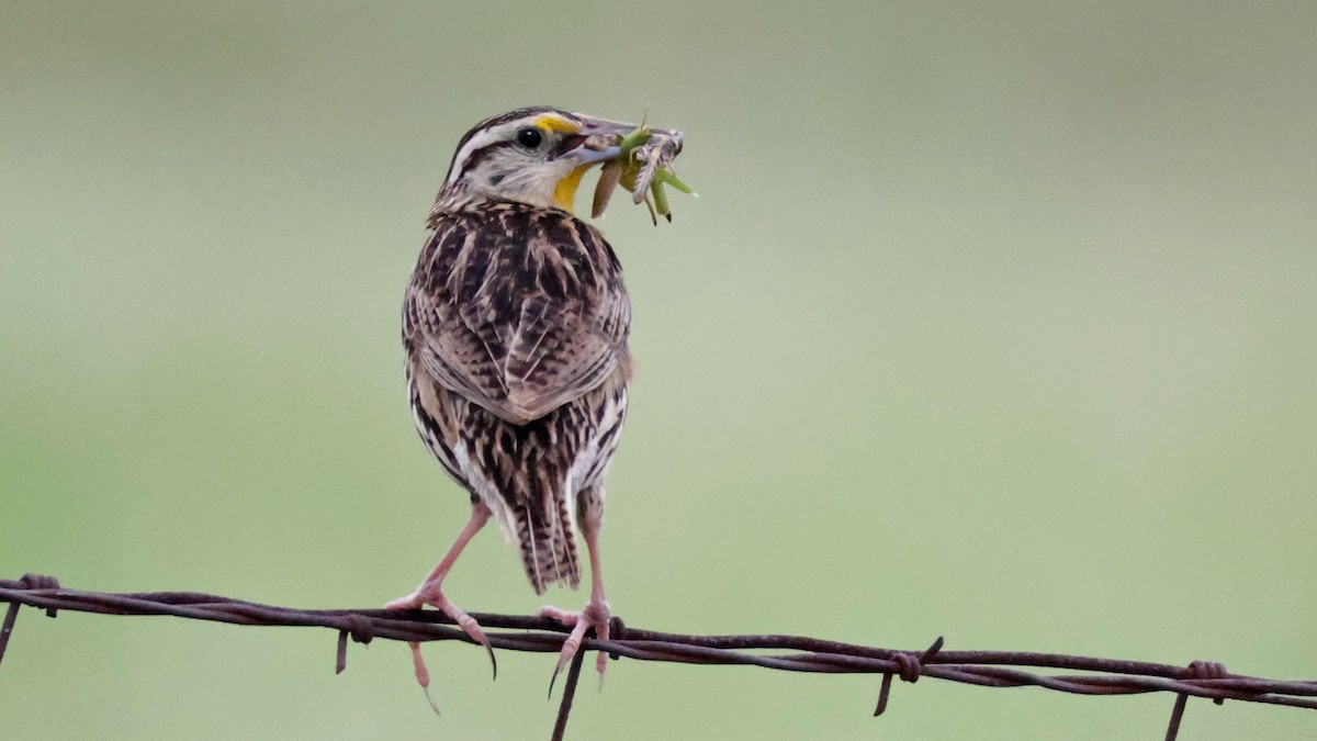 Eastern Meadowlark - Curtis McCamy