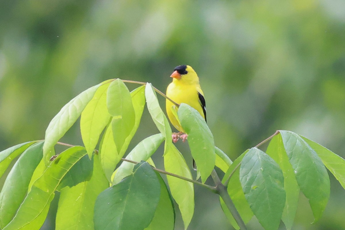 American Goldfinch - Phil Kenny