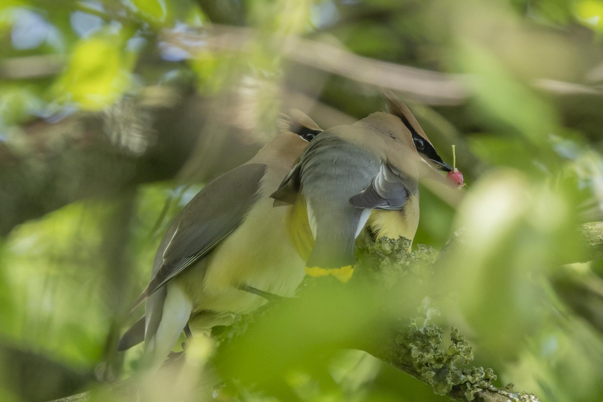 Cedar Waxwing - Liz Pettit