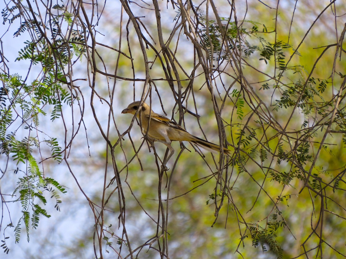 Great Gray Shrike - ML619582275