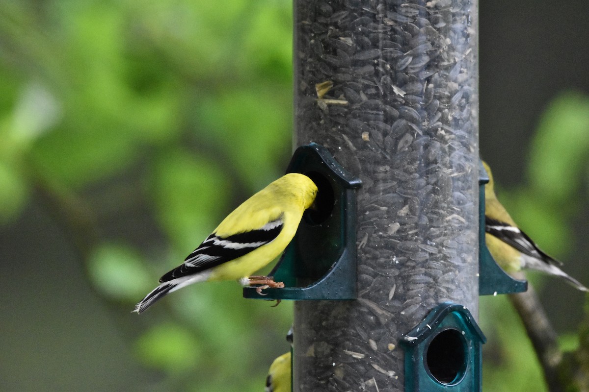 American Goldfinch - Mike Marble