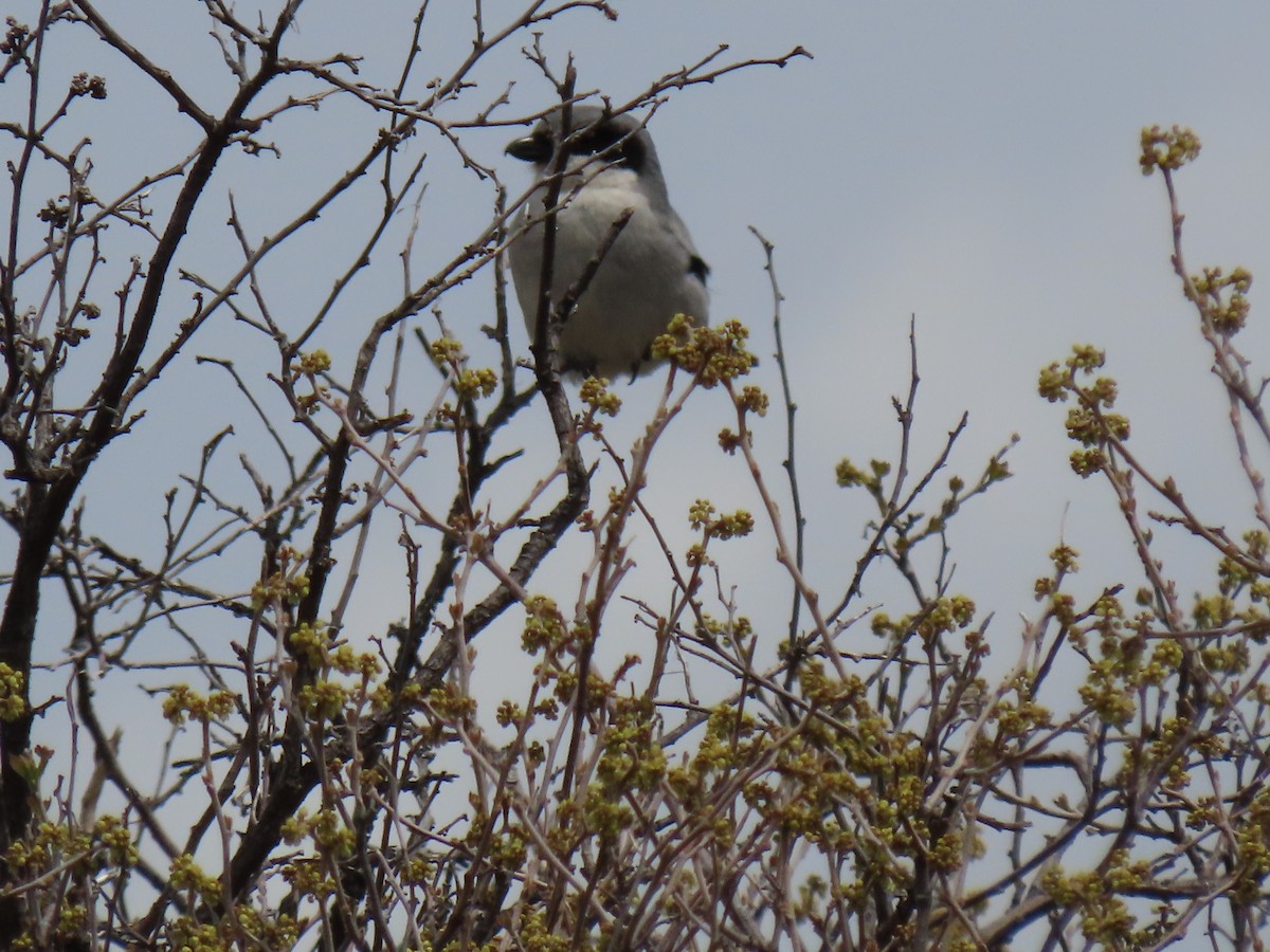 Loggerhead Shrike - ML619582283