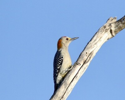 Golden-fronted Woodpecker - Dave Bengston
