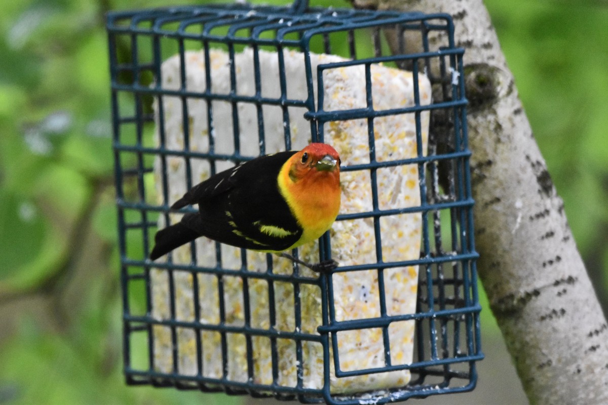 Western Tanager - Mike Marble