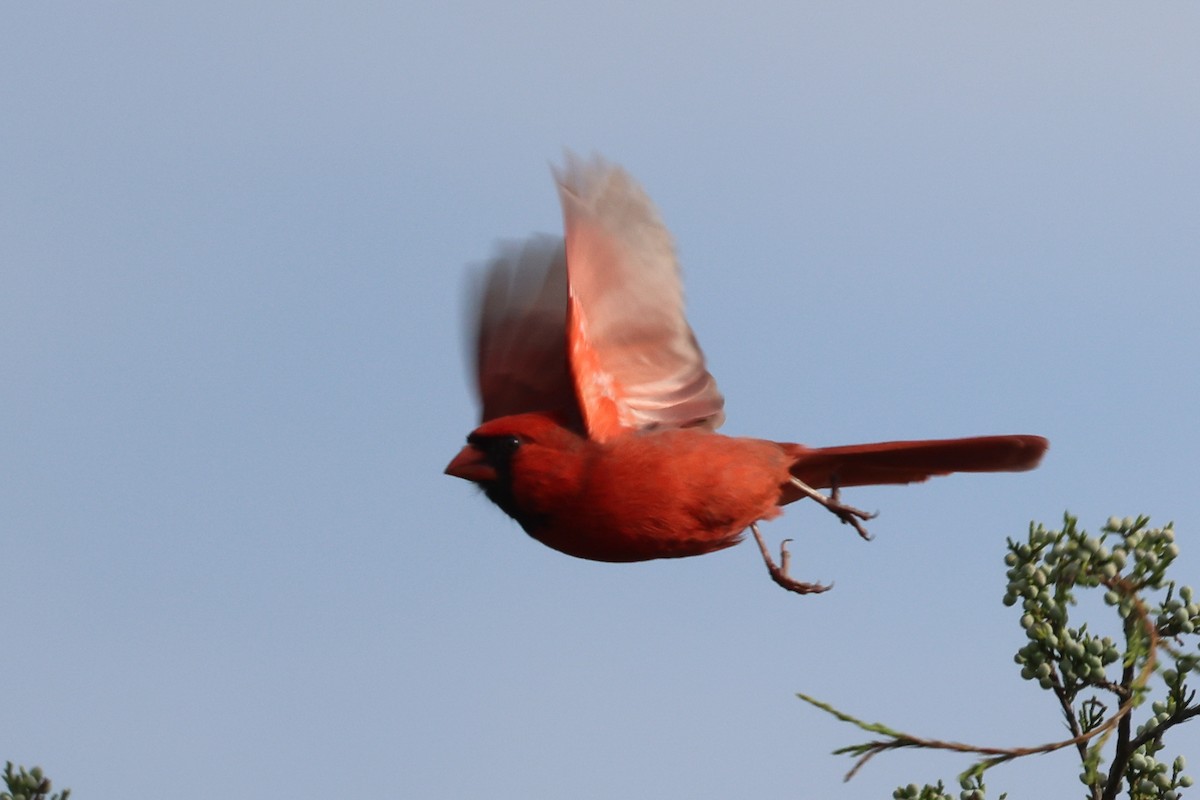 Cardinal rouge - ML619582291