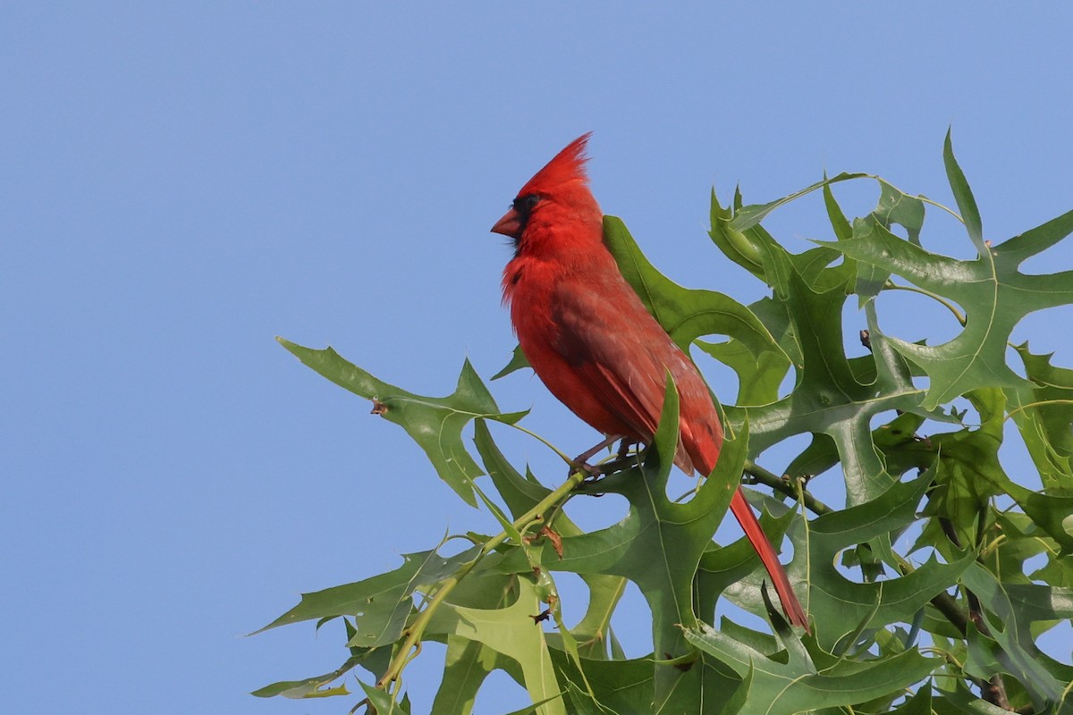 Cardinal rouge - ML619582292