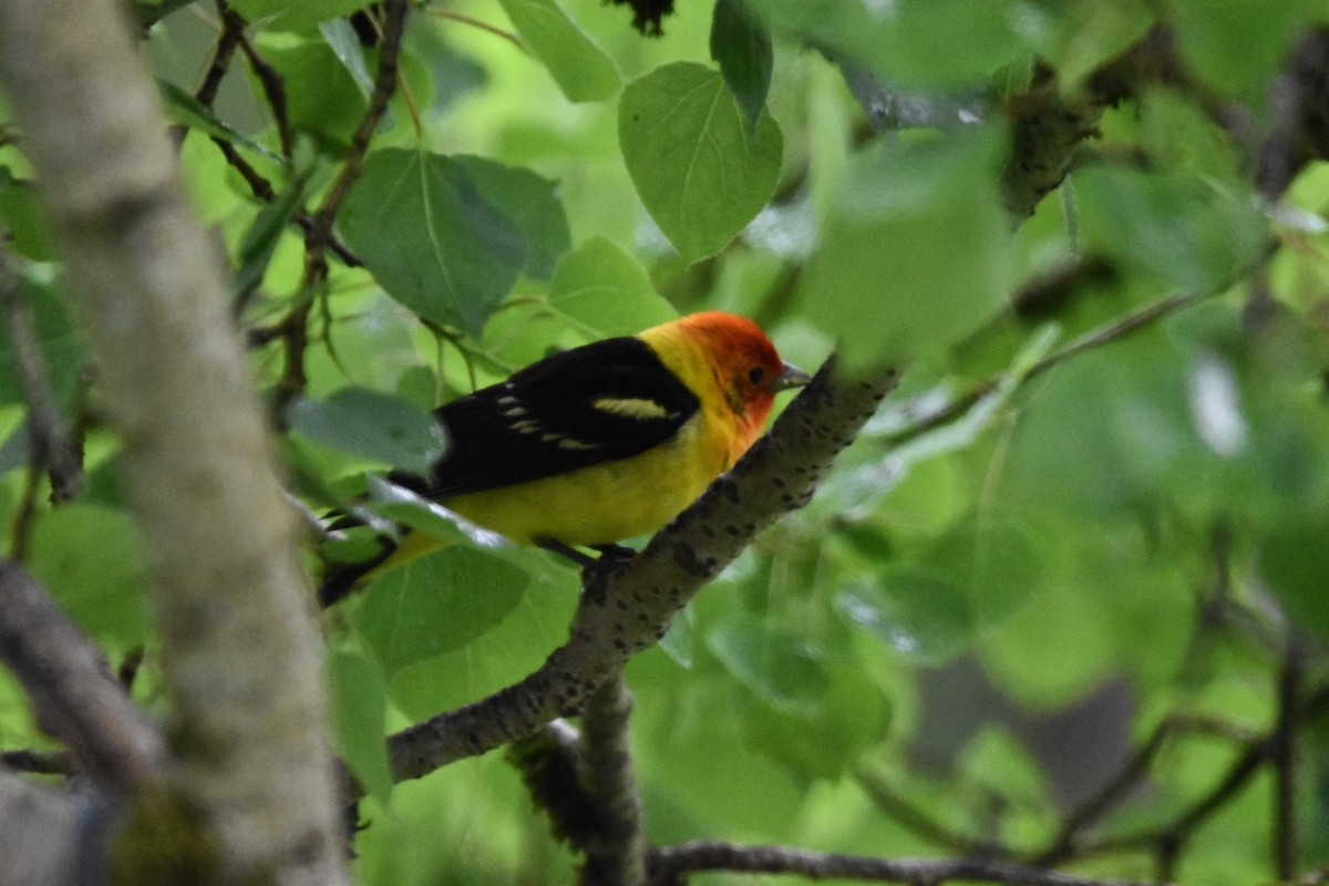 Western Tanager - Mike Marble