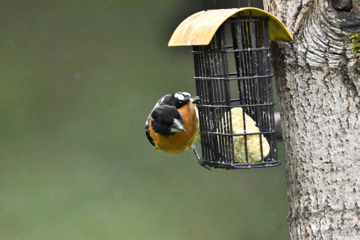 Black-headed Grosbeak - Mike Marble