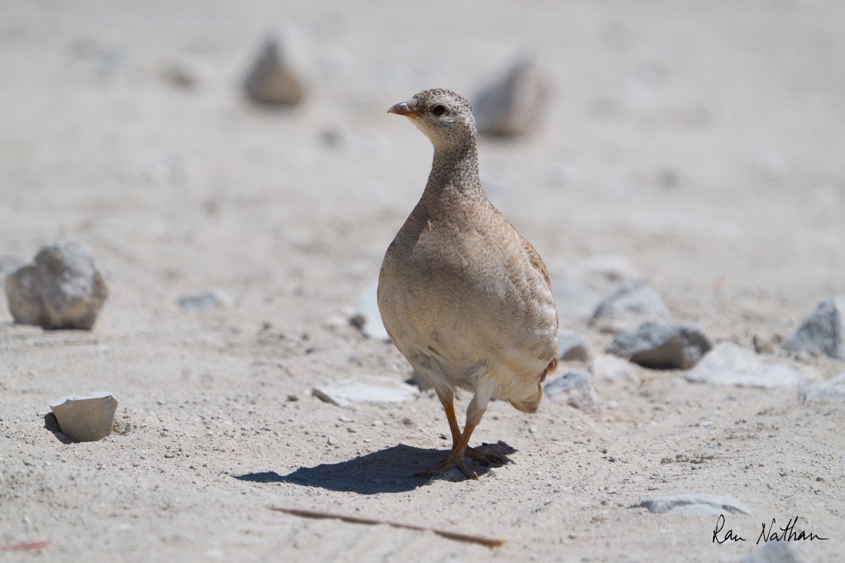 Sand Partridge - Ran Nathan