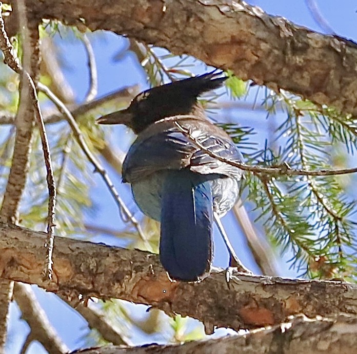 Steller's Jay - Mohini Rawool-Sullivan