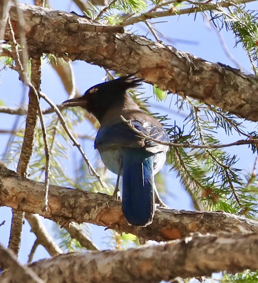 Steller's Jay - Mohini Rawool-Sullivan