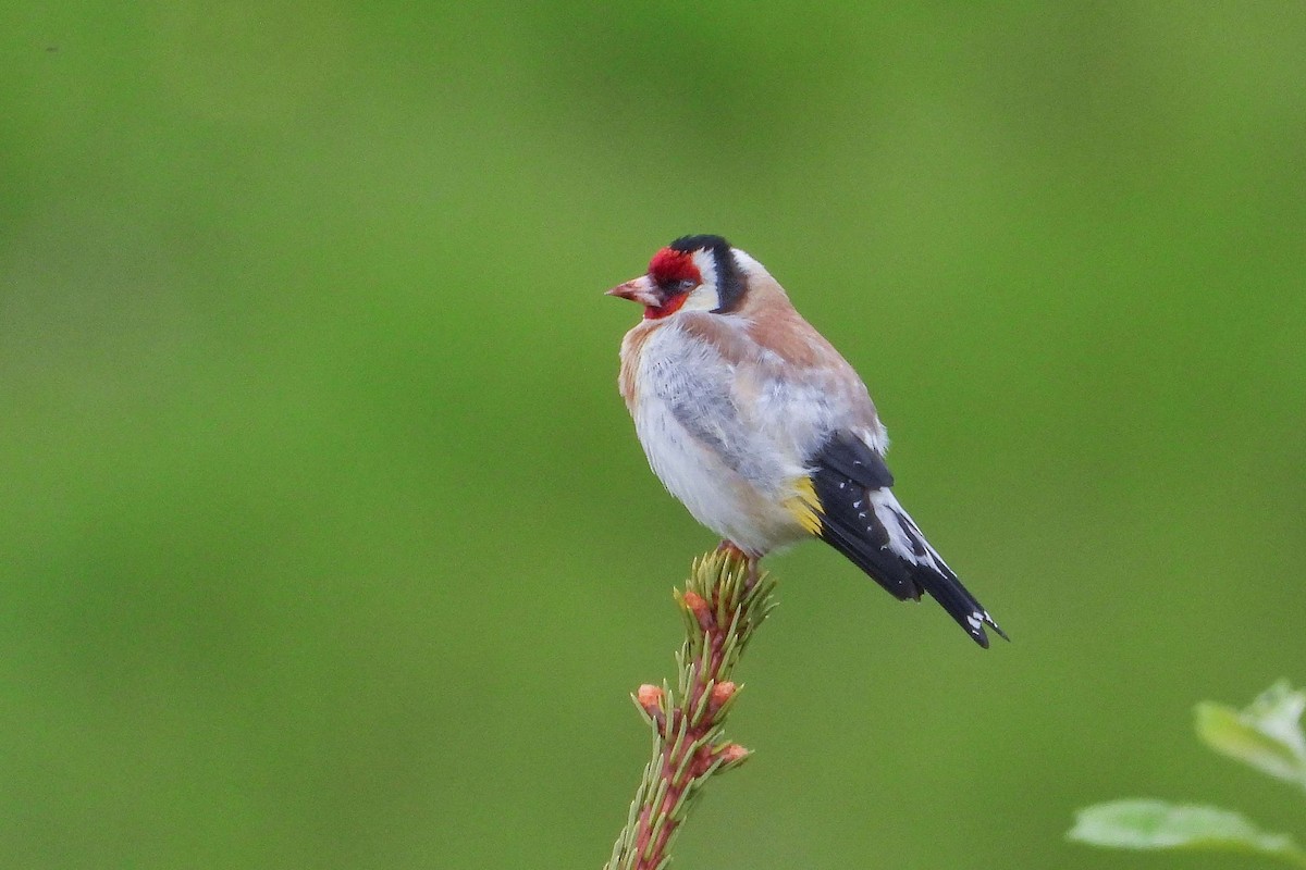 European Goldfinch - Vladislav Železný