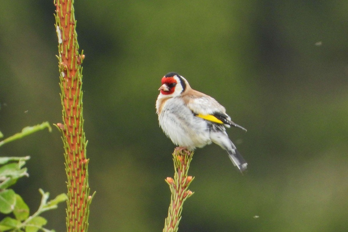 European Goldfinch - Vladislav Železný