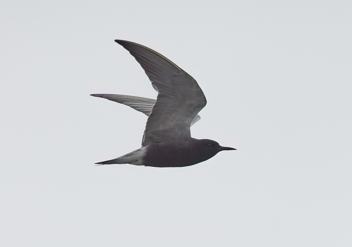 Black Tern - ML619582326