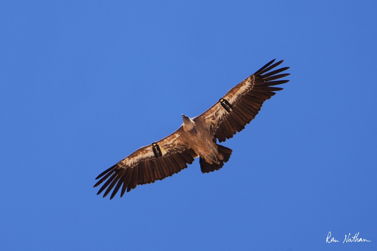 Eurasian Griffon - Ran Nathan