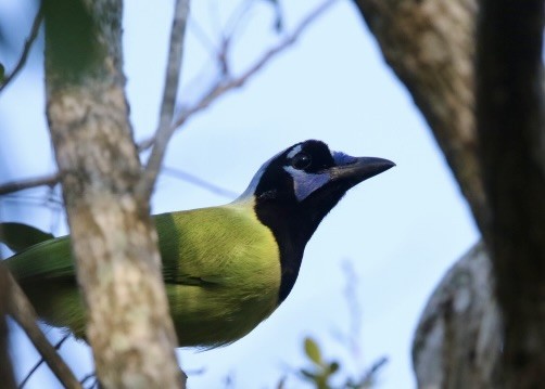 Green Jay - Dave Bengston