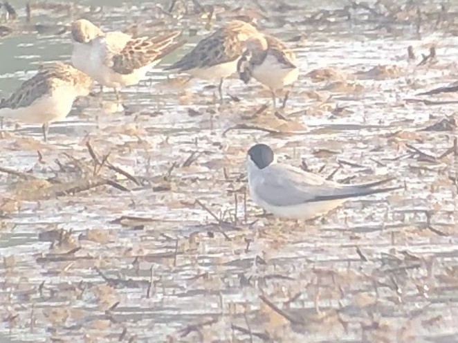 Least Tern - Ruben  Stoll