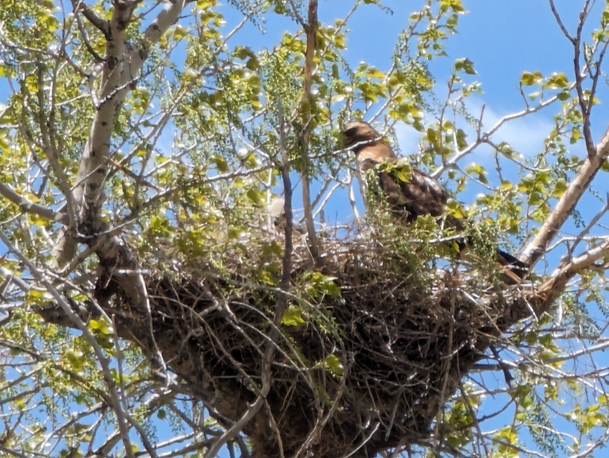 Red-tailed Hawk - diana beatty