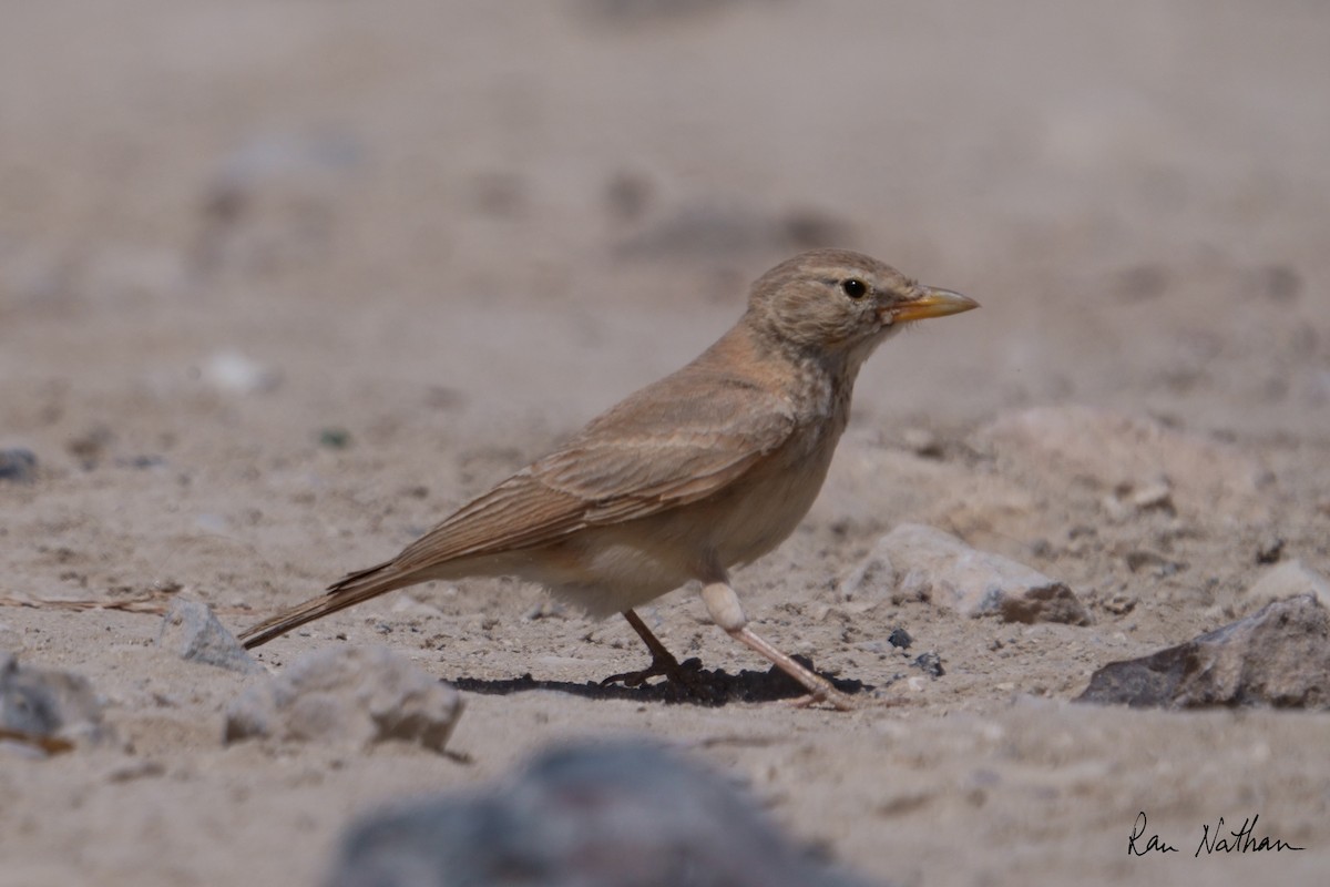 Desert Lark - Ran Nathan