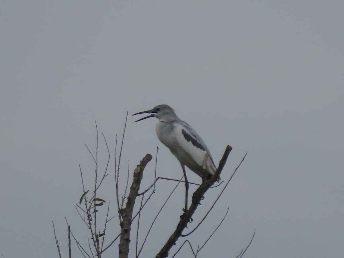 Little Blue Heron - ML619582337