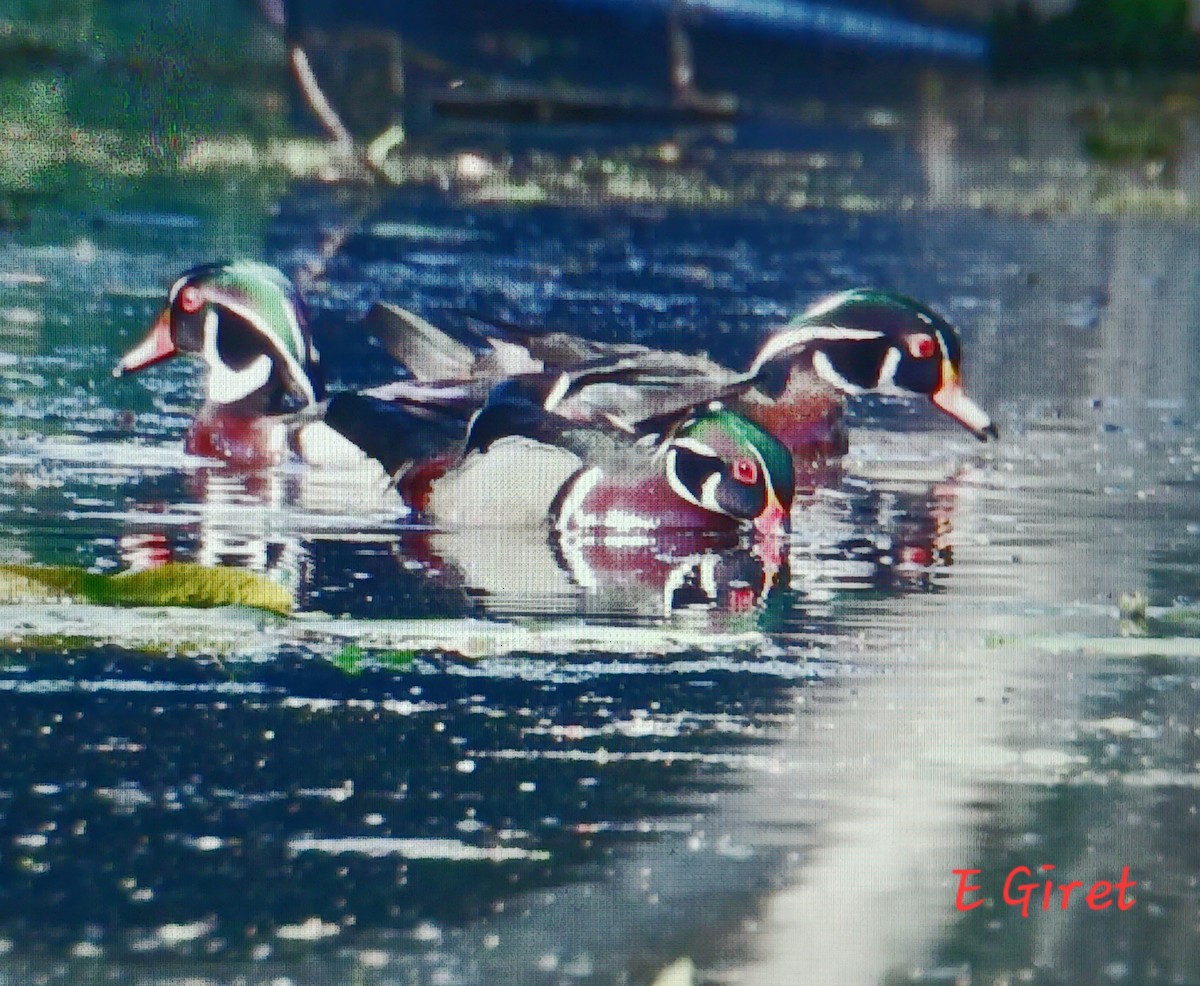 Wood Duck - Éric giret