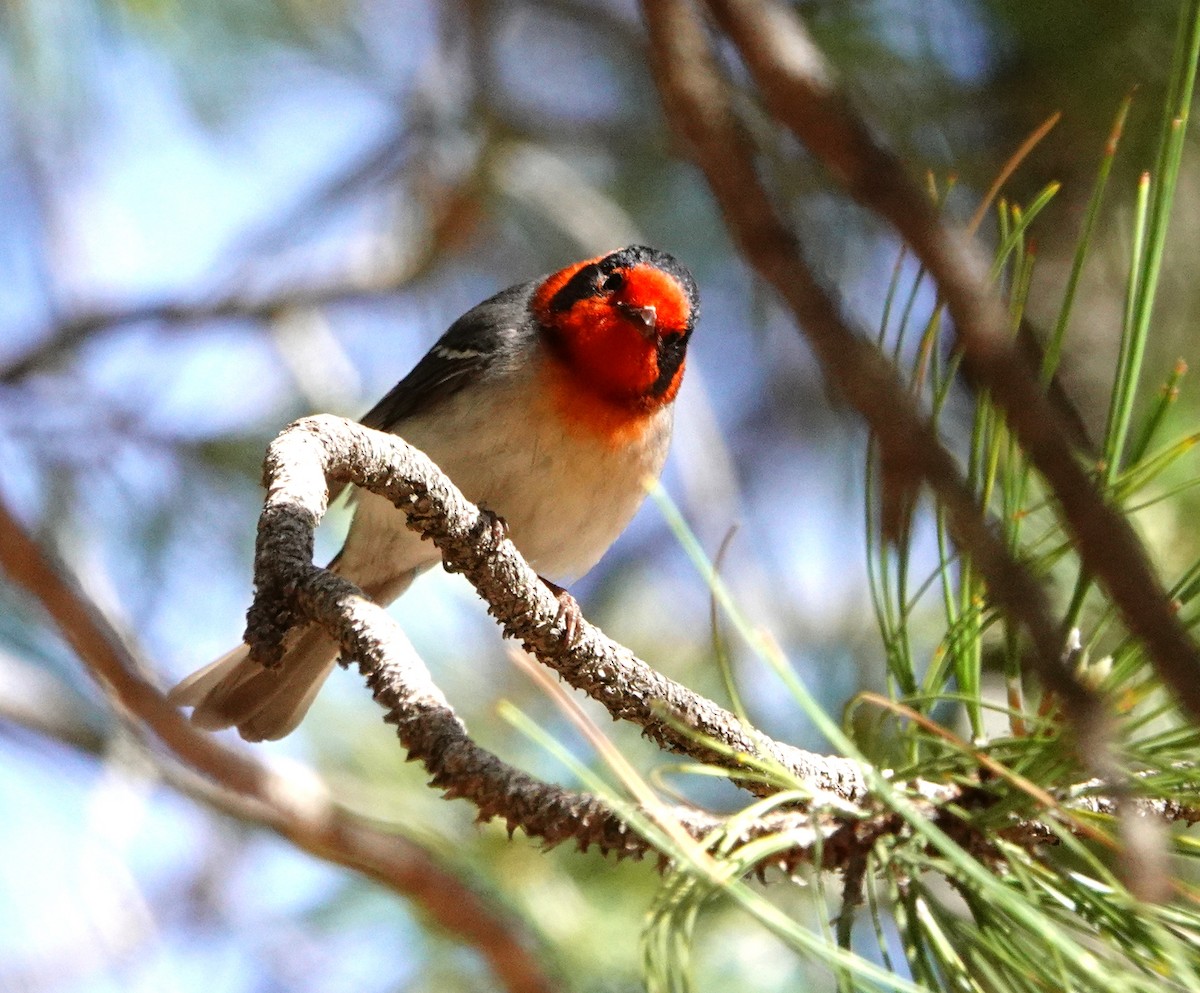 Red-faced Warbler - ML619582367