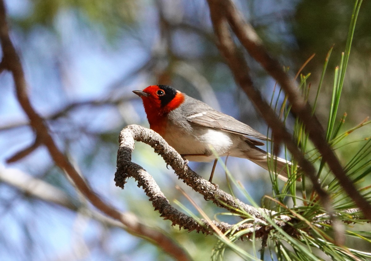 Red-faced Warbler - ML619582368