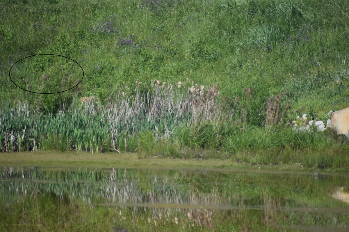 Bobolink - Matthew Campbell