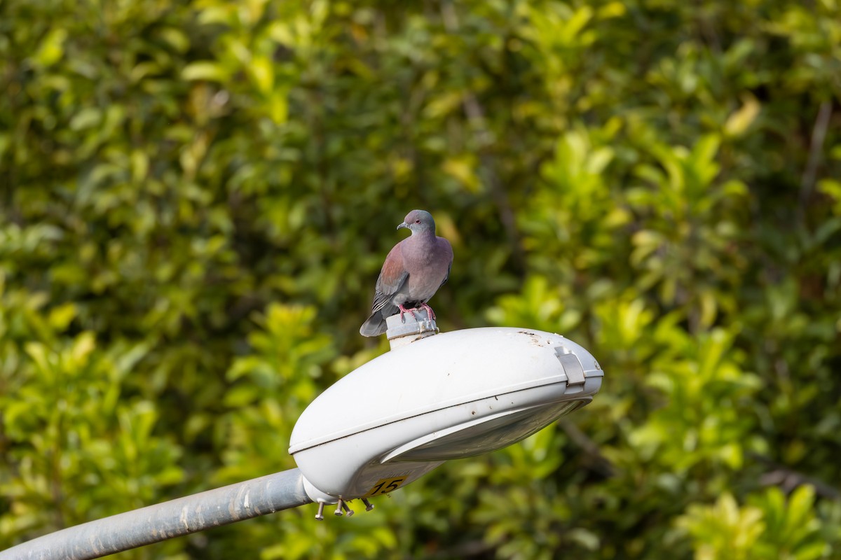 Pale-vented Pigeon - Katia Oliveira