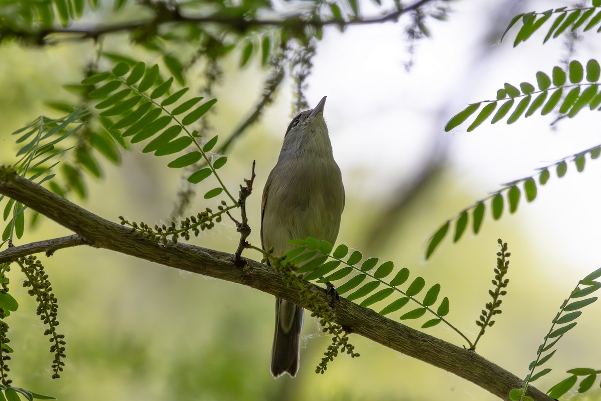 Eurasian Blackcap - Kevin  Brix