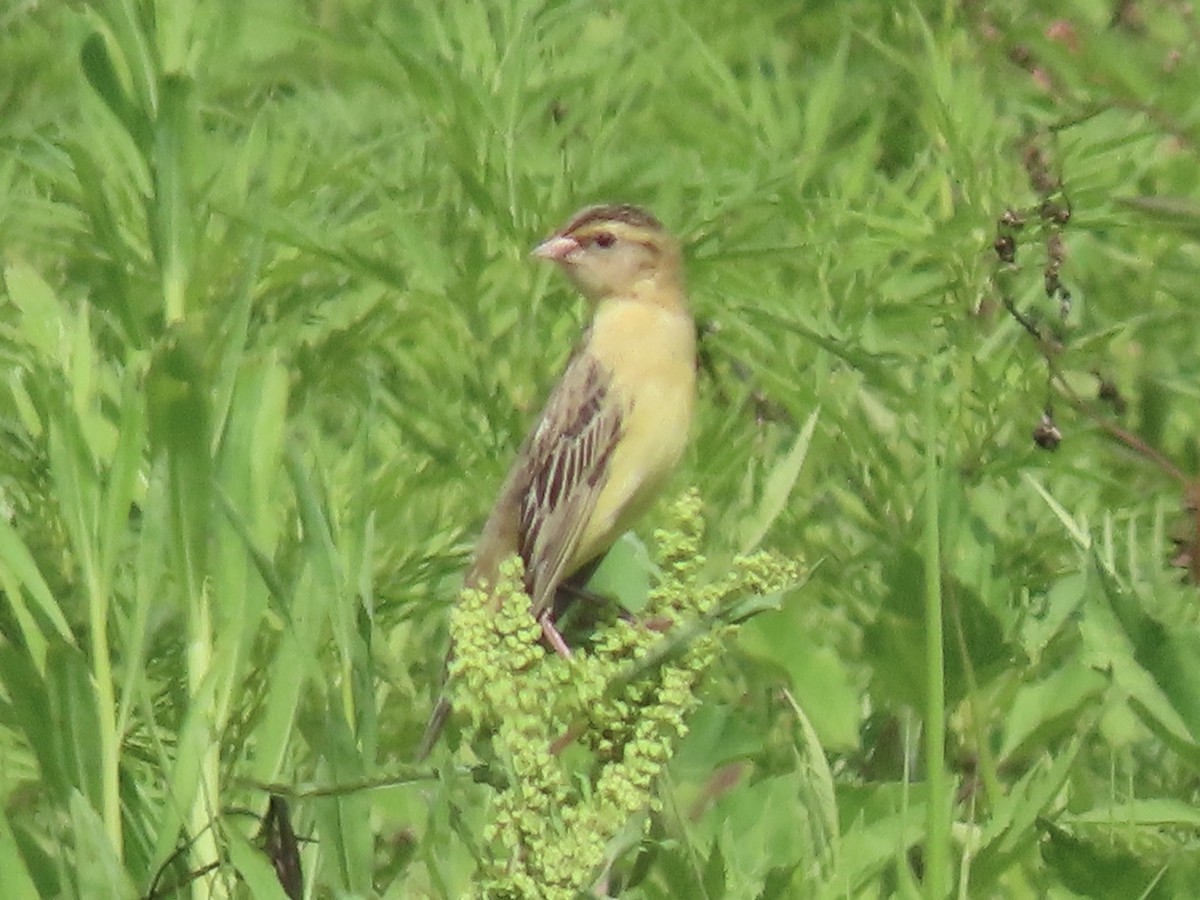 Bobolink - Ruben  Stoll